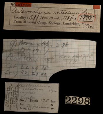 Media type: image;   Invertebrate Zoology OPH-2762 Description: Handwritten labels for this specimen included in the specimen tray.;  Aspect: labels